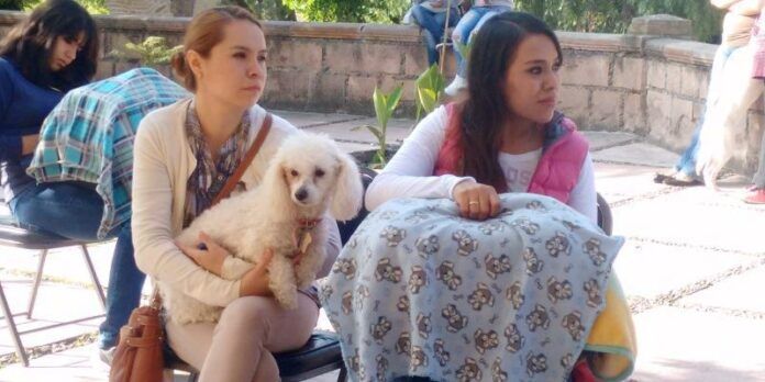 Llevaron perros y gatos Llevaron perros y gatos
