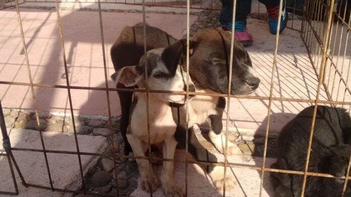 perritos 1