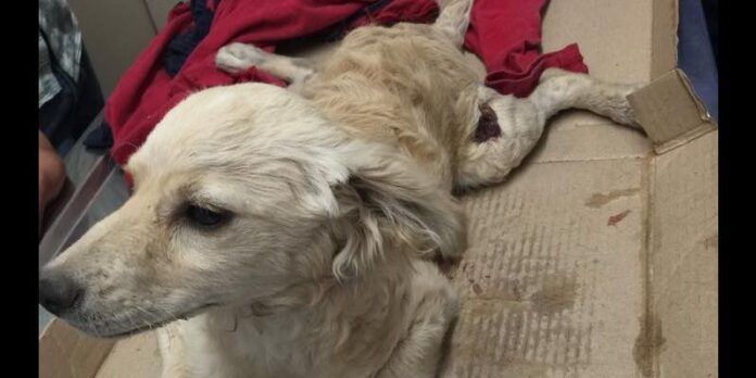 Perrito atropellado Perrito atropellado