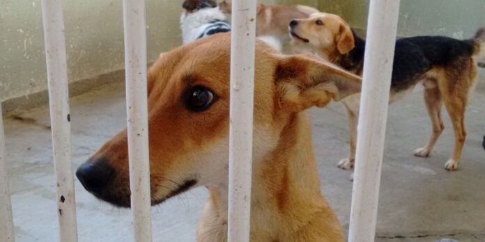 Mascotas en busca de hogar Mascotas en busca de hogar