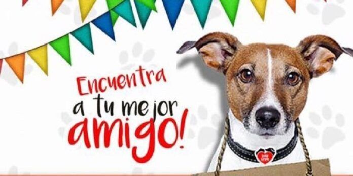 feria-adopcion-1c4