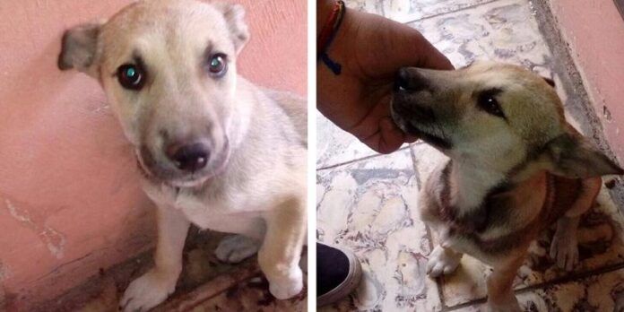 cachorrita-adopcion-022