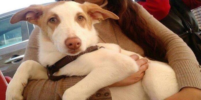 Perrito en adopción Perrito en adopción