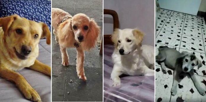 adopcion-eb6
