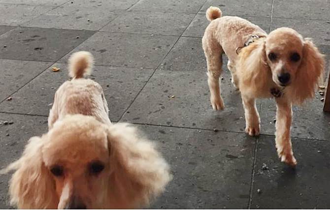 perritos adopcion 1