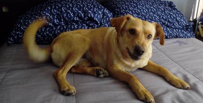 perritos adopcion 5