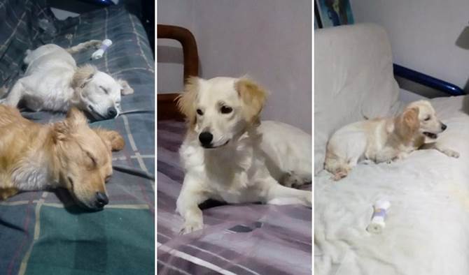 perritos adopcion 6