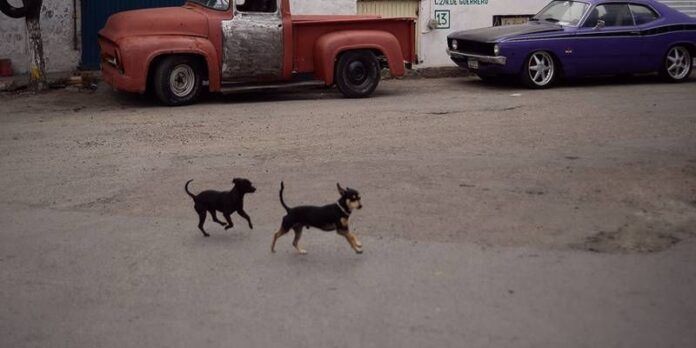 Perros y gatos Perros y gatos