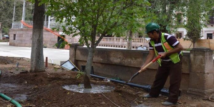 Supervisan reforestación de la Alameda Supervisan reforestación de la Alameda
