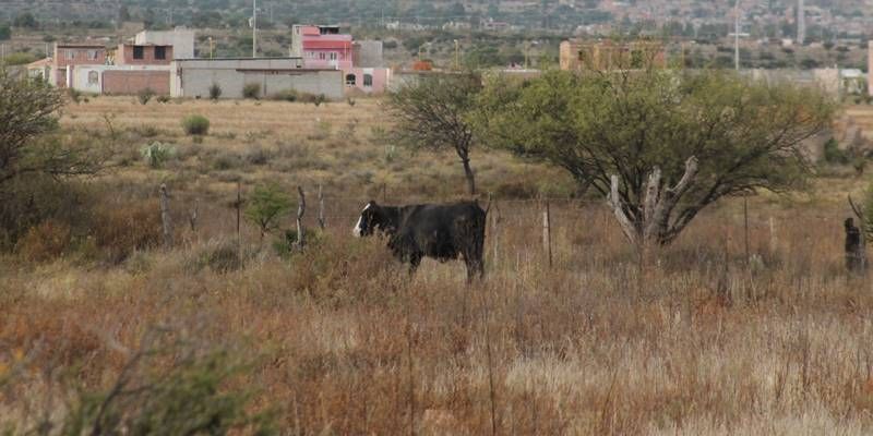 vaca atropellada 2