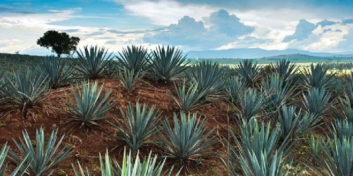 Campo de agave Campo de agave