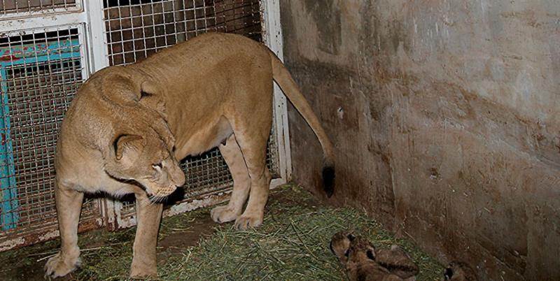 leones 1