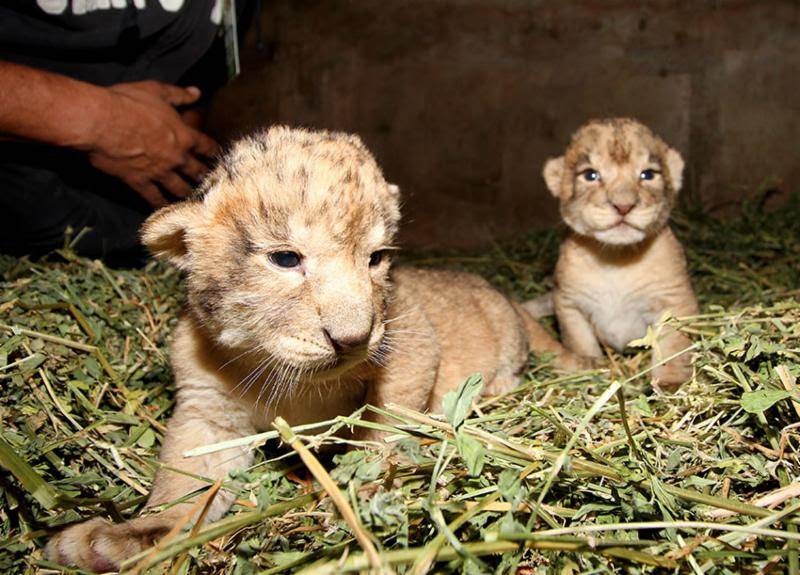 leones 3