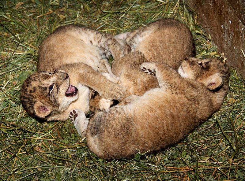 leones-44.jpg