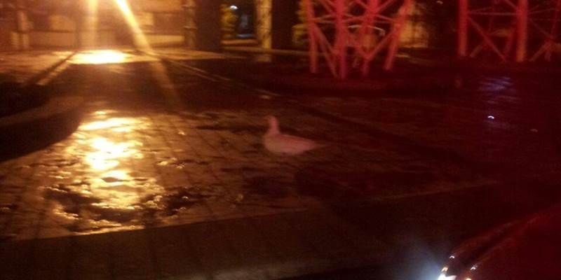 zorrillos atrapados 2