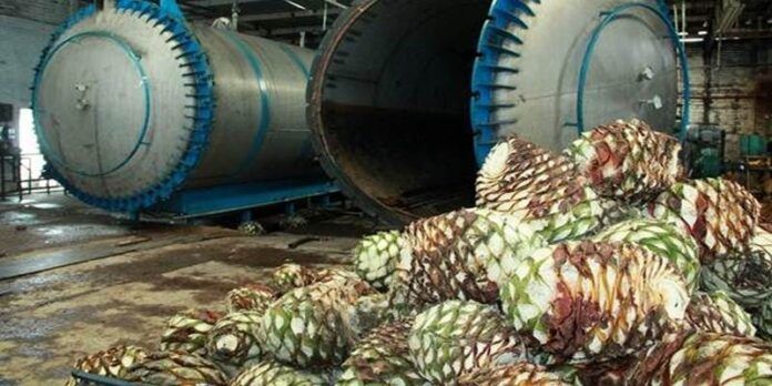 Agave para mezcal Agave para mezcal