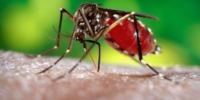 Mosquito Mosquito
