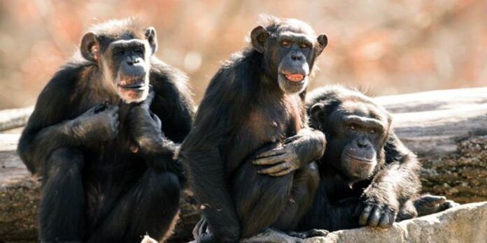 Chimpancés Chimpancés