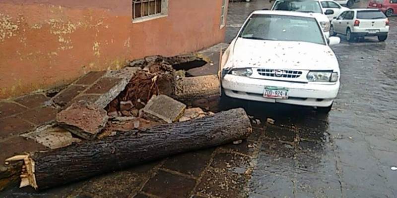 arbol caido 2