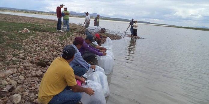 Colocan crías en presa Leobardo Reynoso Colocan crías en presa Leobardo Reynoso