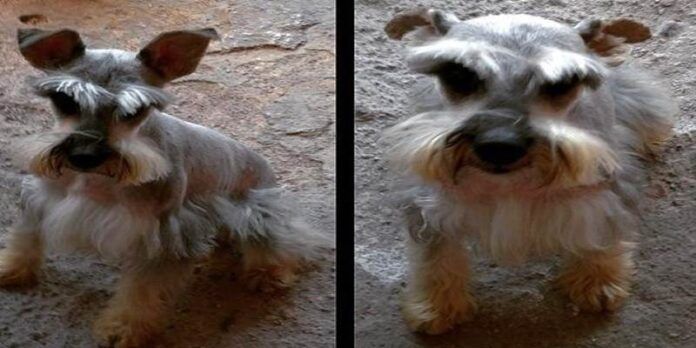 Cachorro desaparecido Cachorro desaparecido