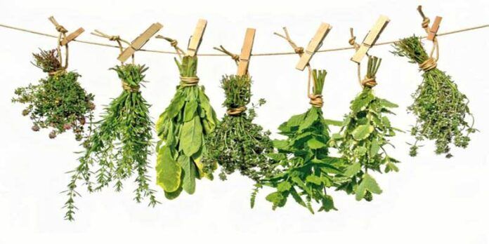 Plantas medicinales Plantas medicinales