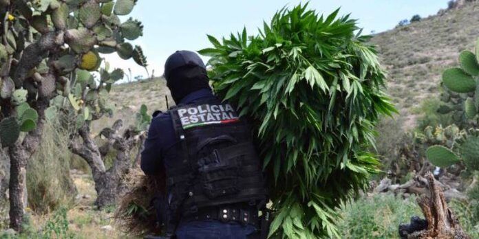 Aseguran plantas de marihuana Aseguran plantas de marihuana