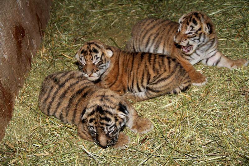 cachorros tigre 11
