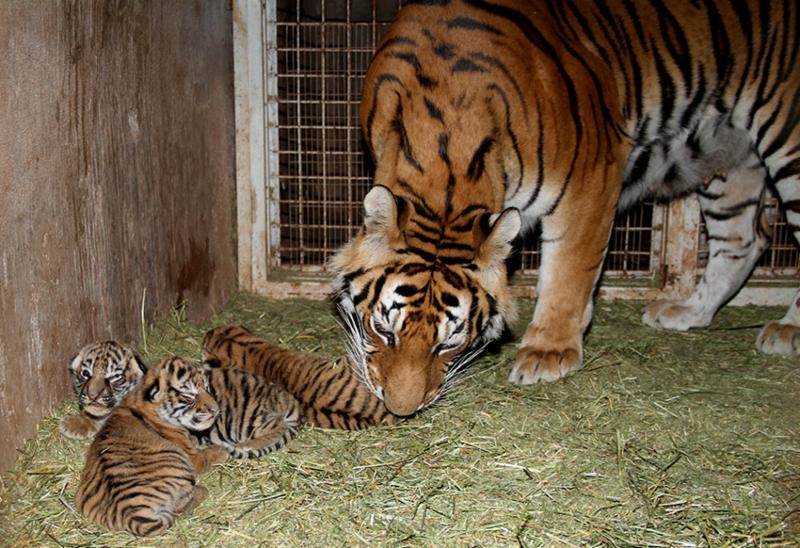 cachorros tigre 2