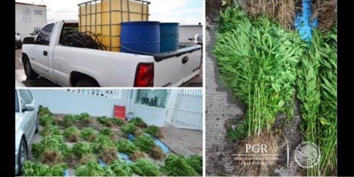 Aseguramiento de plantío
