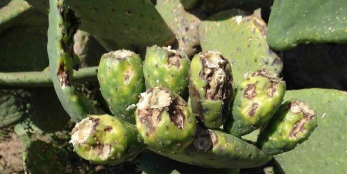 Nopal dañado Nopal dañado
