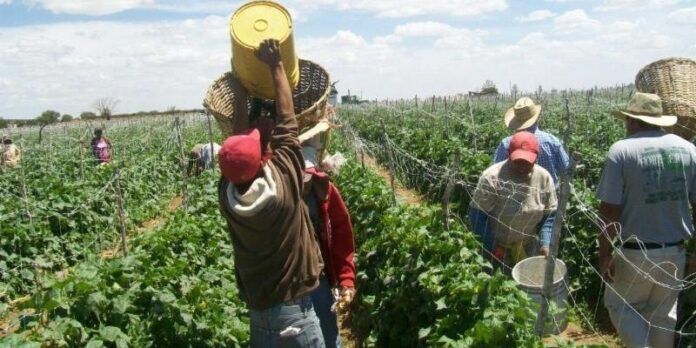 Jornaleros agrícolas van a Sinaloa, Chihuahua y Nayarit Jornaleros agrícolas van a Sinaloa, Chihuahua y Nayarit