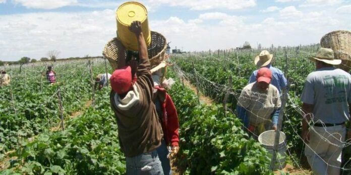 Trabajadores agrícolas Trabajadores agrícolas