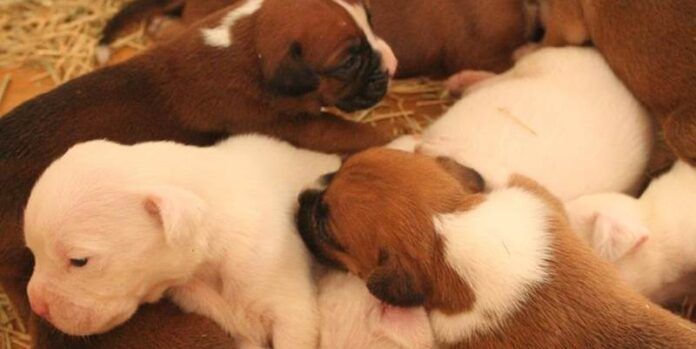 Cachorros de perro Cachorros de perro