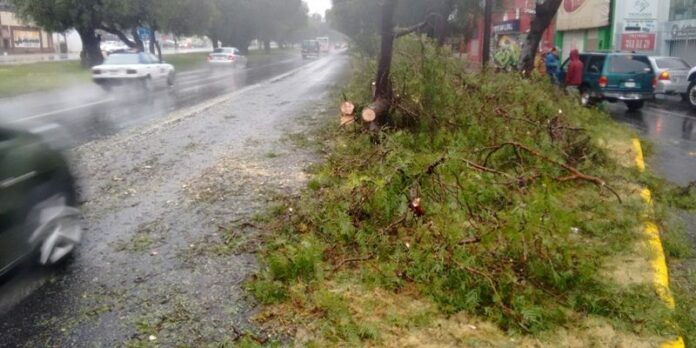 Se reportaron ramas caídas en la capital. Se reportaron ramas caídas en la capital.