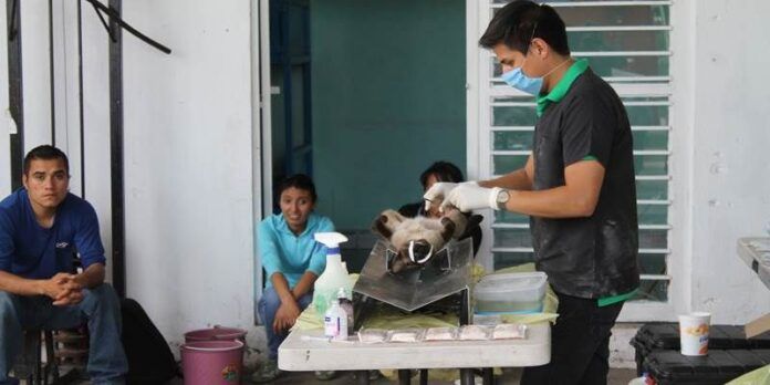 Se esterilizaron a perros y gatos Se esterilizaron a perros y gatos