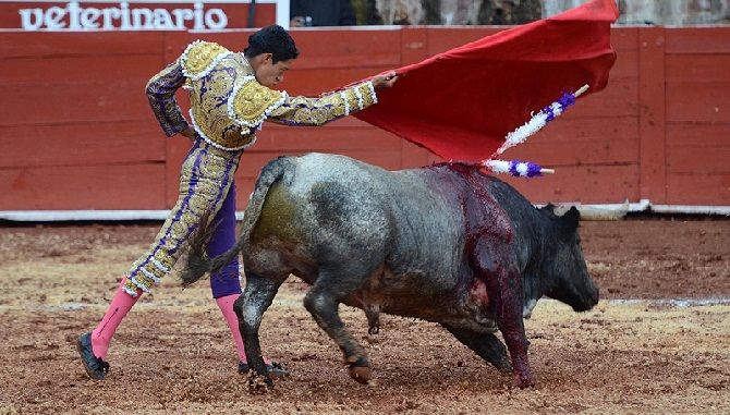 toros flores