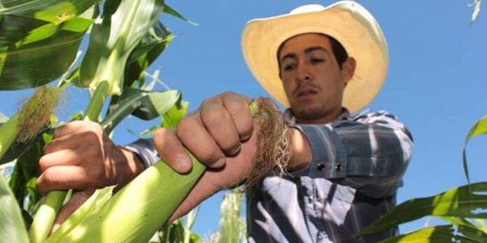 Campesino corta maíz Campesino corta maíz