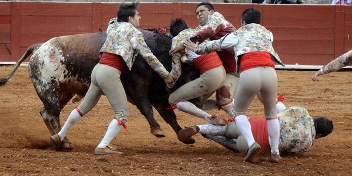 Forcados demostraron valentía Forcados demostraron valentía