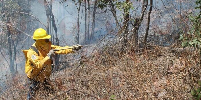 Acuden bomberos y personal de Conafor Acuden bomberos y personal de Conafor