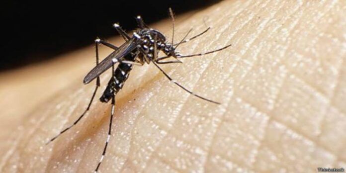 Relacionan picadura del mosquito con defectos neurológicos. Relacionan picadura del mosquito con defectos neurológicos.