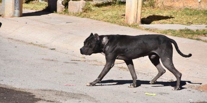 Pitbull atacante Pitbull atacante