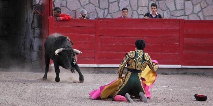 Novillero con toro de la ganadería de Arroyo Hondo. Novillero con toro de la ganadería de Arroyo Hondo.