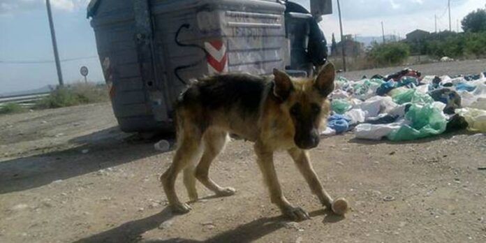 En el estado hay cientos de perros callejeros.