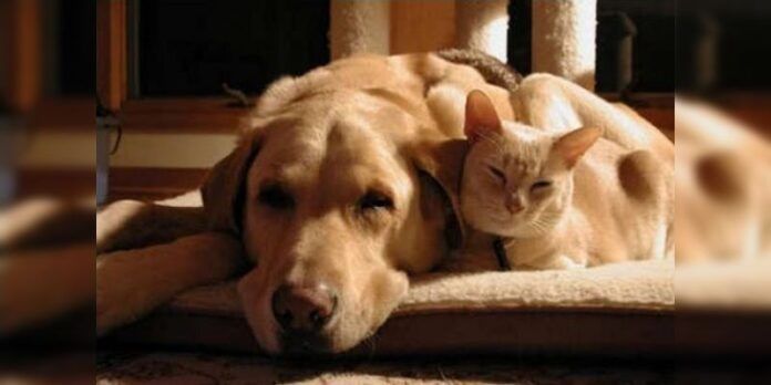 Sedentarismo afecta a perros y gatos