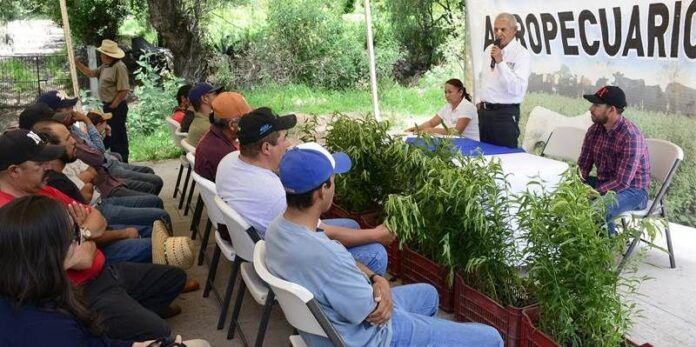 60 productores beneficiados 60 productores beneficiados