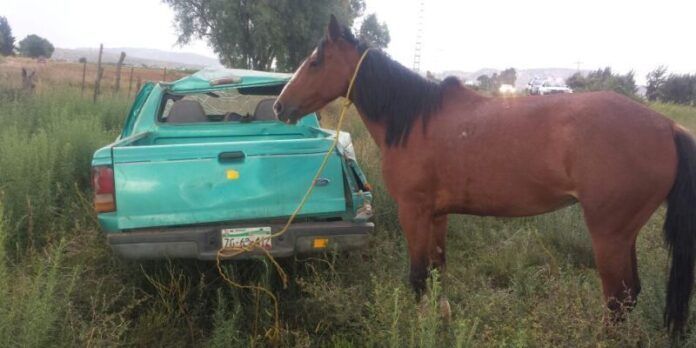El caballo fue retenido por policías El caballo fue retenido por policías