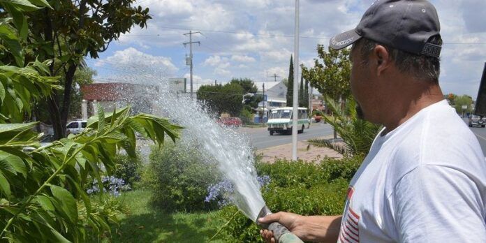 Piden regar las plantas por la tarde Piden regar las plantas por la tarde
