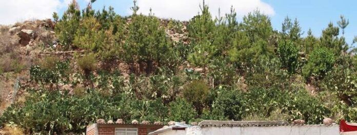 Árboles se extienden hacia el cerro Árboles se extienden hacia el cerro