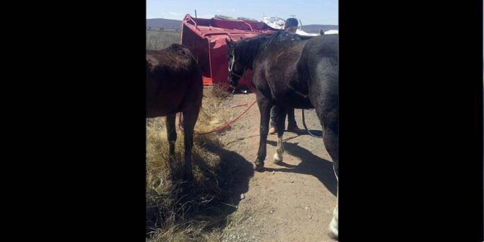 Equinos accidentados Equinos accidentados